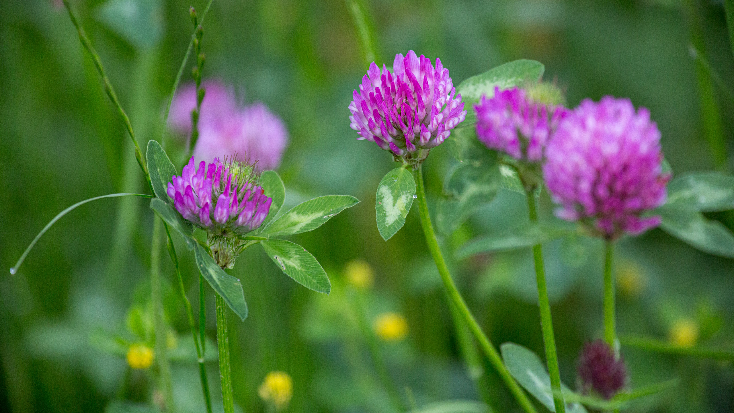 20130525072130 RD 28013